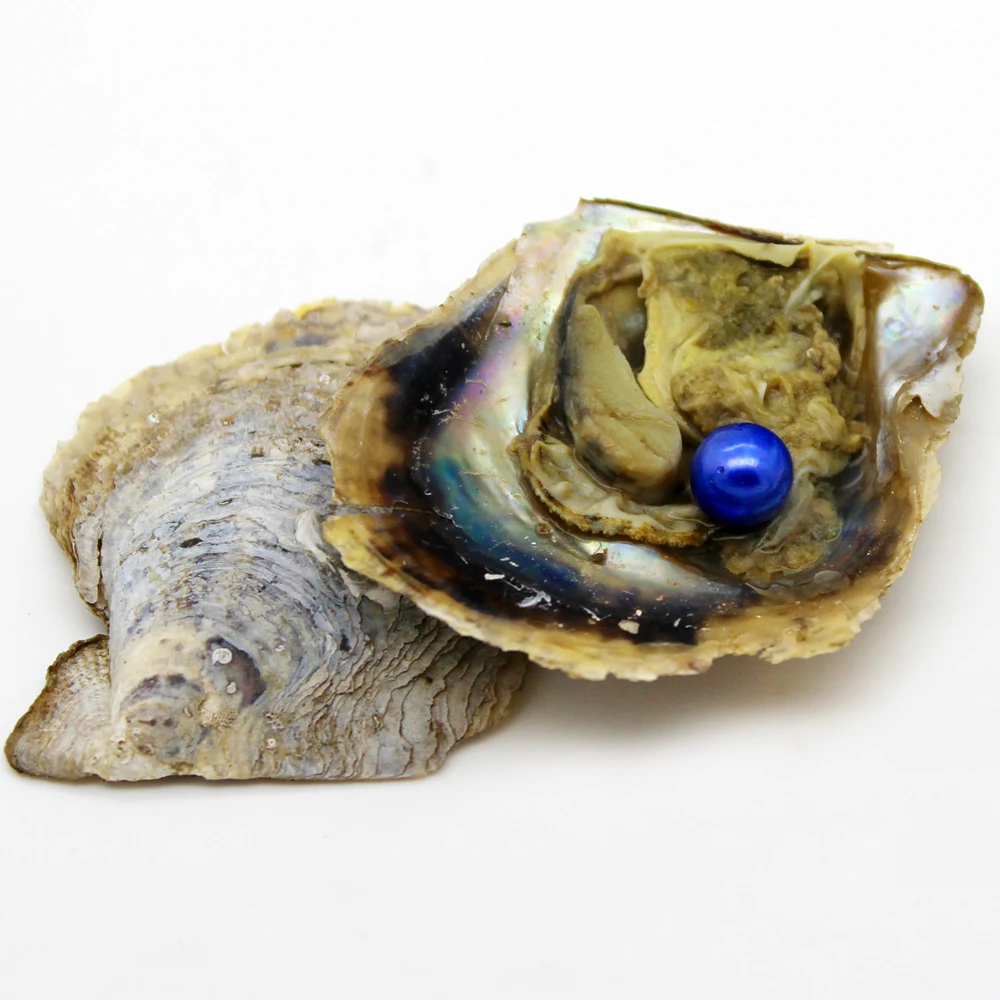 Akoya Oyster Cultured Akoya Pearls Real 5A Akoya Oyster With Pearl