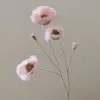 Rose tendre