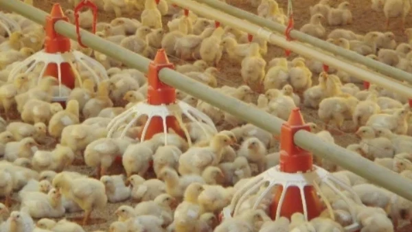 Automatic Poultry Equipment Broiler Feeding System for Chicken Farm