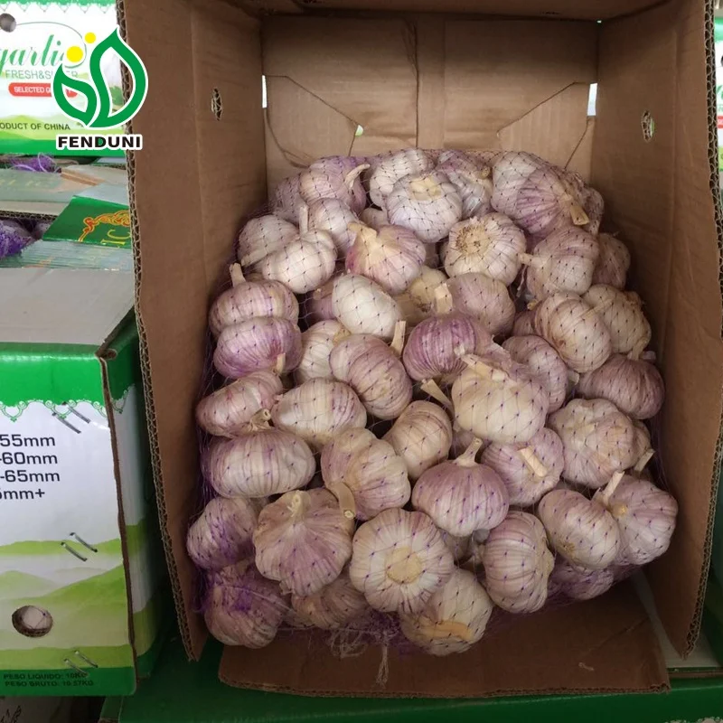 Red Garlic for Tunisia