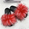 mapache rojo