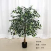 Árbol de baniano de borde blanco