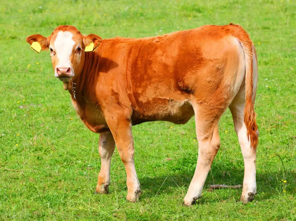 Cow halal reverse rotating slaughter box slaughtering equipment