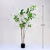 White weeping jasmine potted plant, 210cm