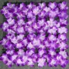 Purple hydrangea row