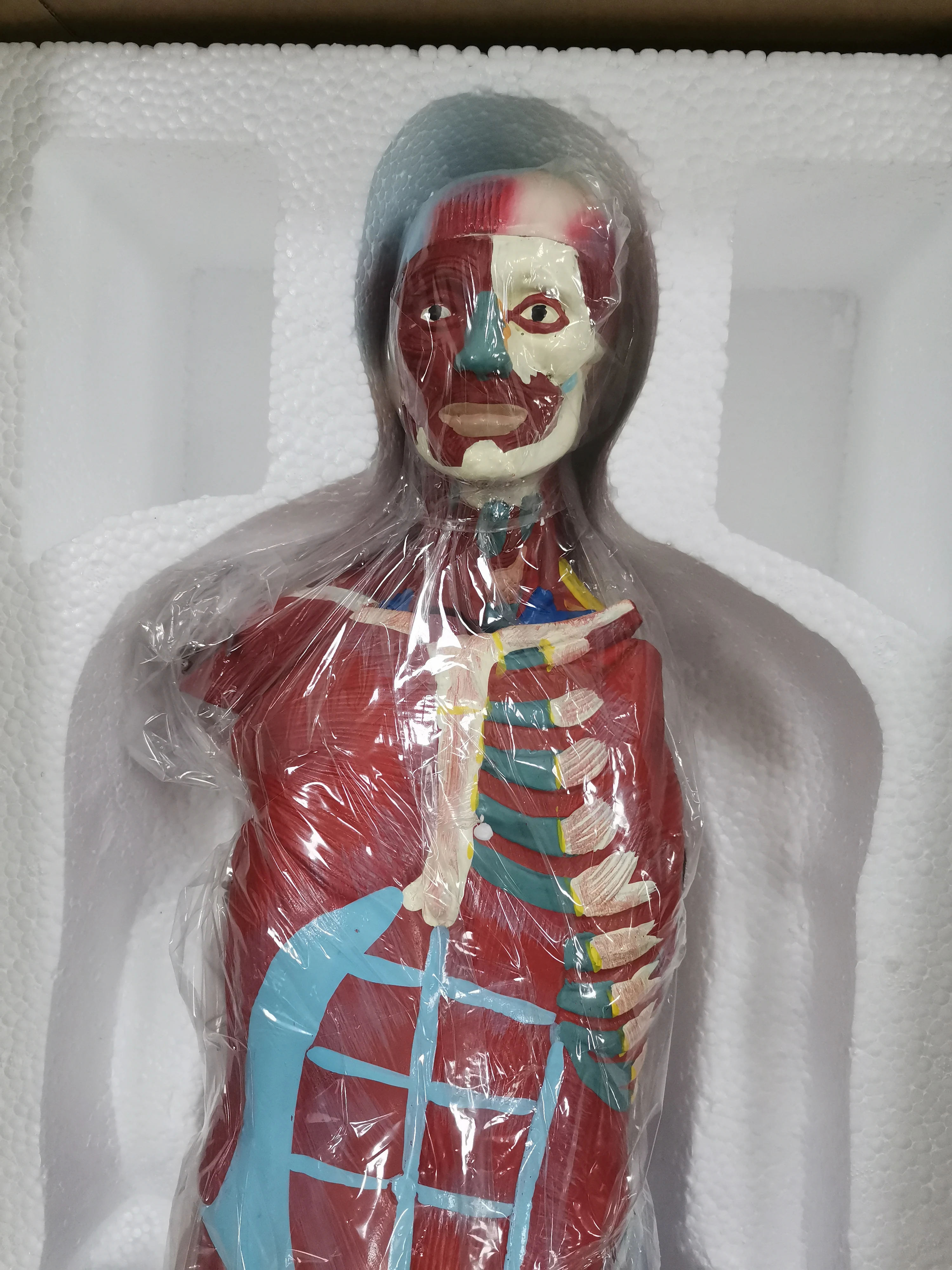 Мышца человеческого тела прикреплена с помощью модели внутренних органов 80 см модель распределения мышц в человеческом теле