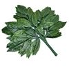 Green 6