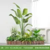 Arrangement de plantes vertes banane V-style-traveler