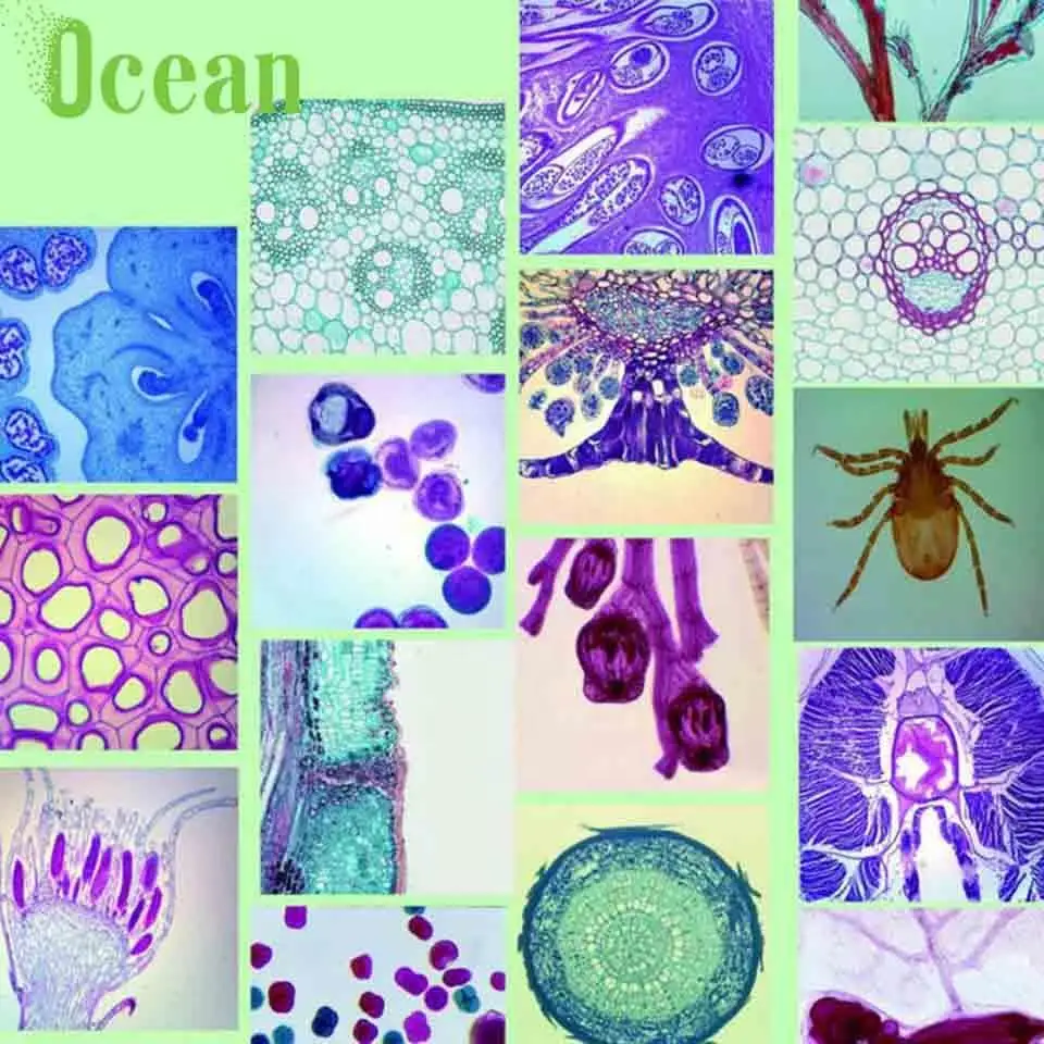 Эпидермисе лук W.M микроскоп подготовлены ломтик для образования и школы