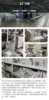 ดาวสายรุ้งสีอ่อน