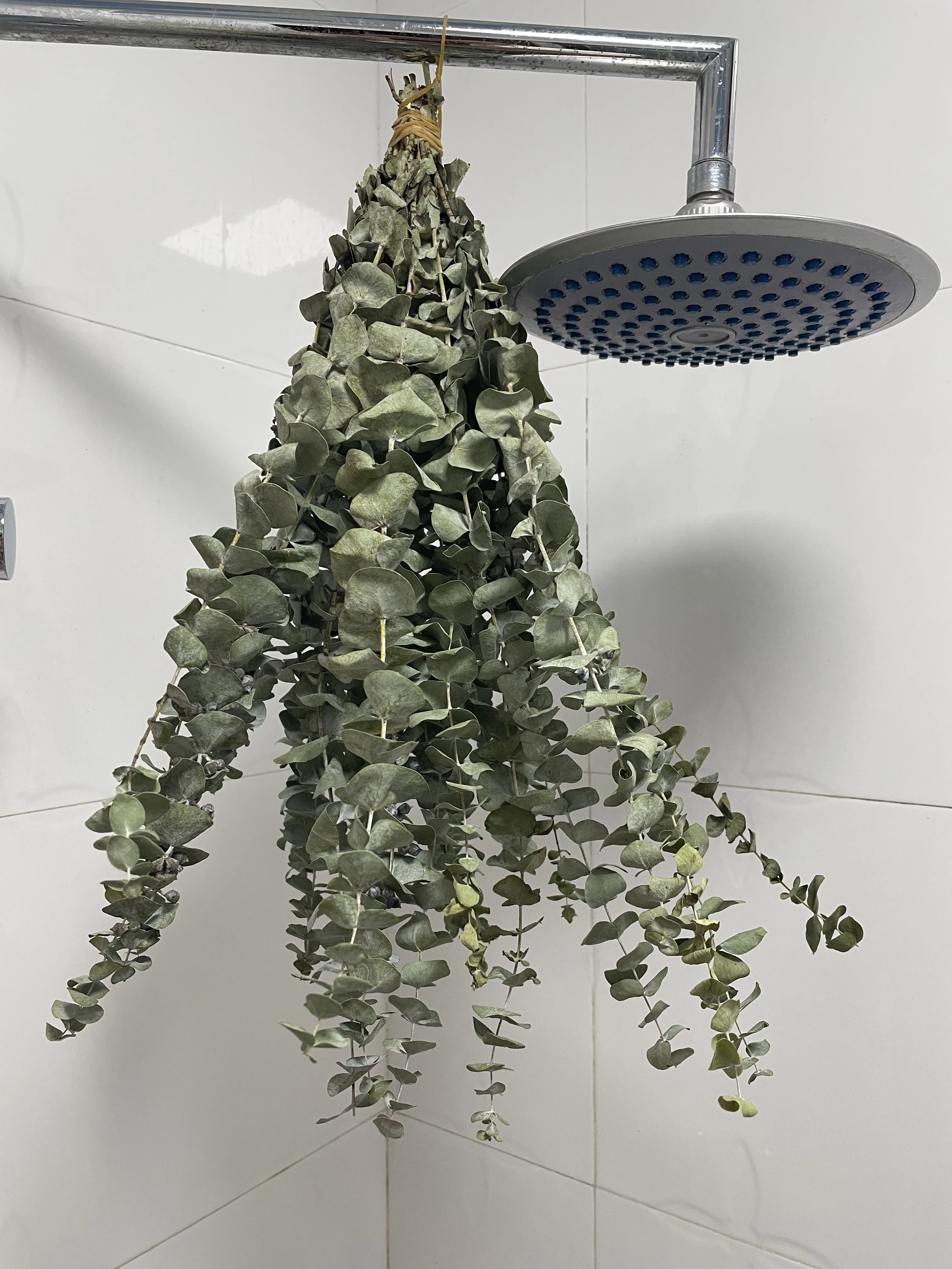 Dried Eucalyptus Branches Real Hanging Eucalyptus Stems Eucalyptus