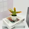 Mini planta en maceta con hojas moteadas de rojo
