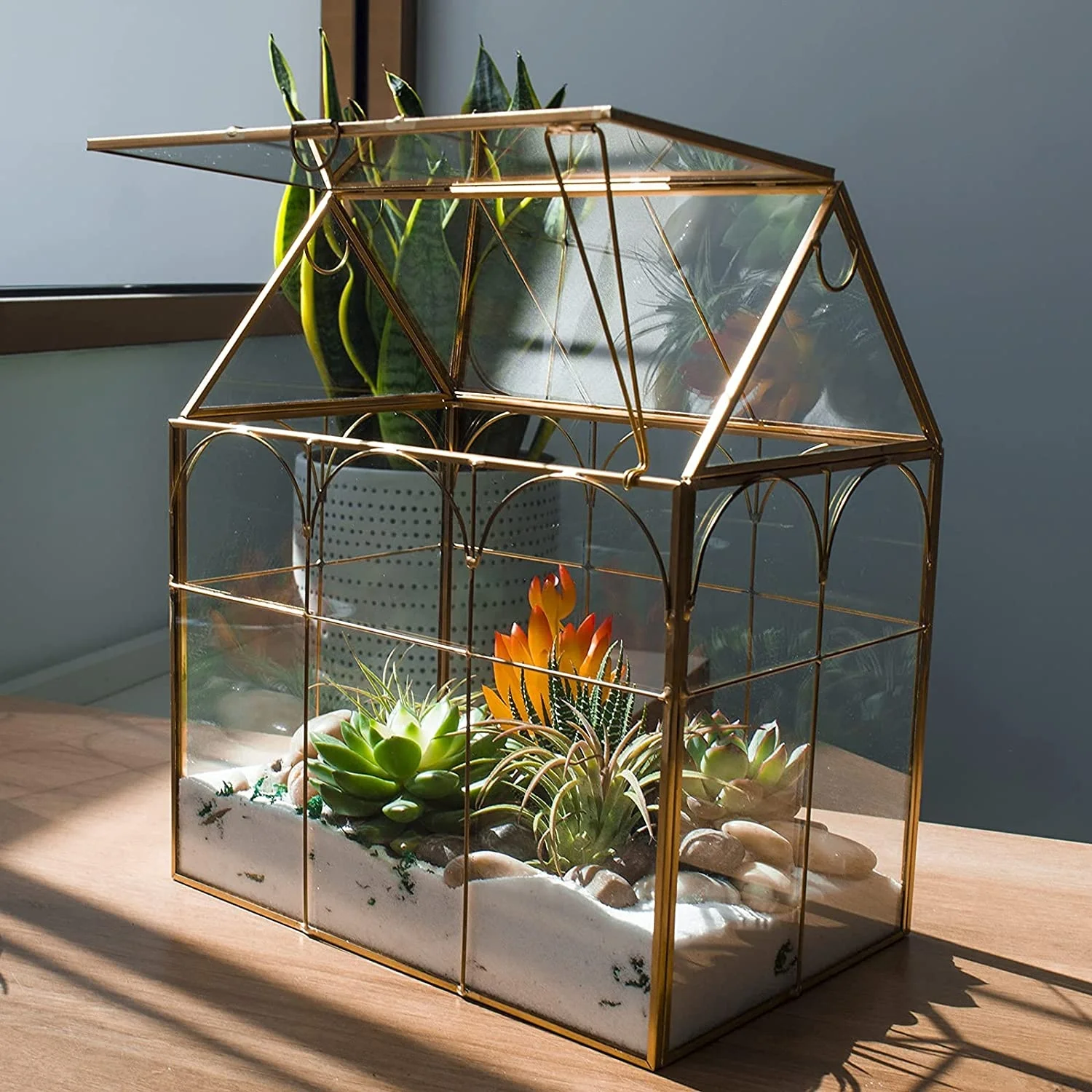 lucky bamboo to buy Lucky Bamboo Plant  Glass Grown Aquatics