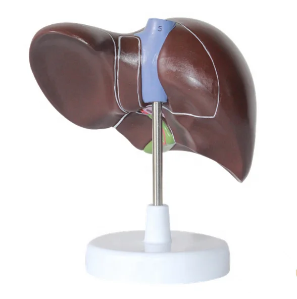 Medical Supplies Human Teaching Liver Pathological Model for School Display Tool Lab Equipment