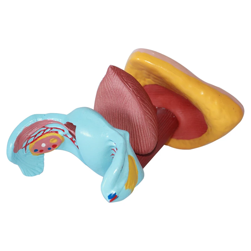 Medical Reproductive System Anatomy Model Female External Genitalia Model for Medical Teaching