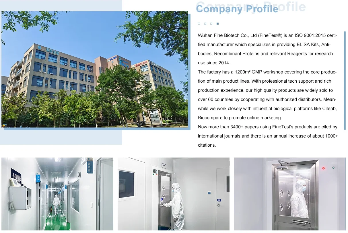FineTest High Sensitivity BMP 2 ELISA Kit Scientific Research Chicken Bone Morphogenetic Protein 2 Assay Chemical Reagents
