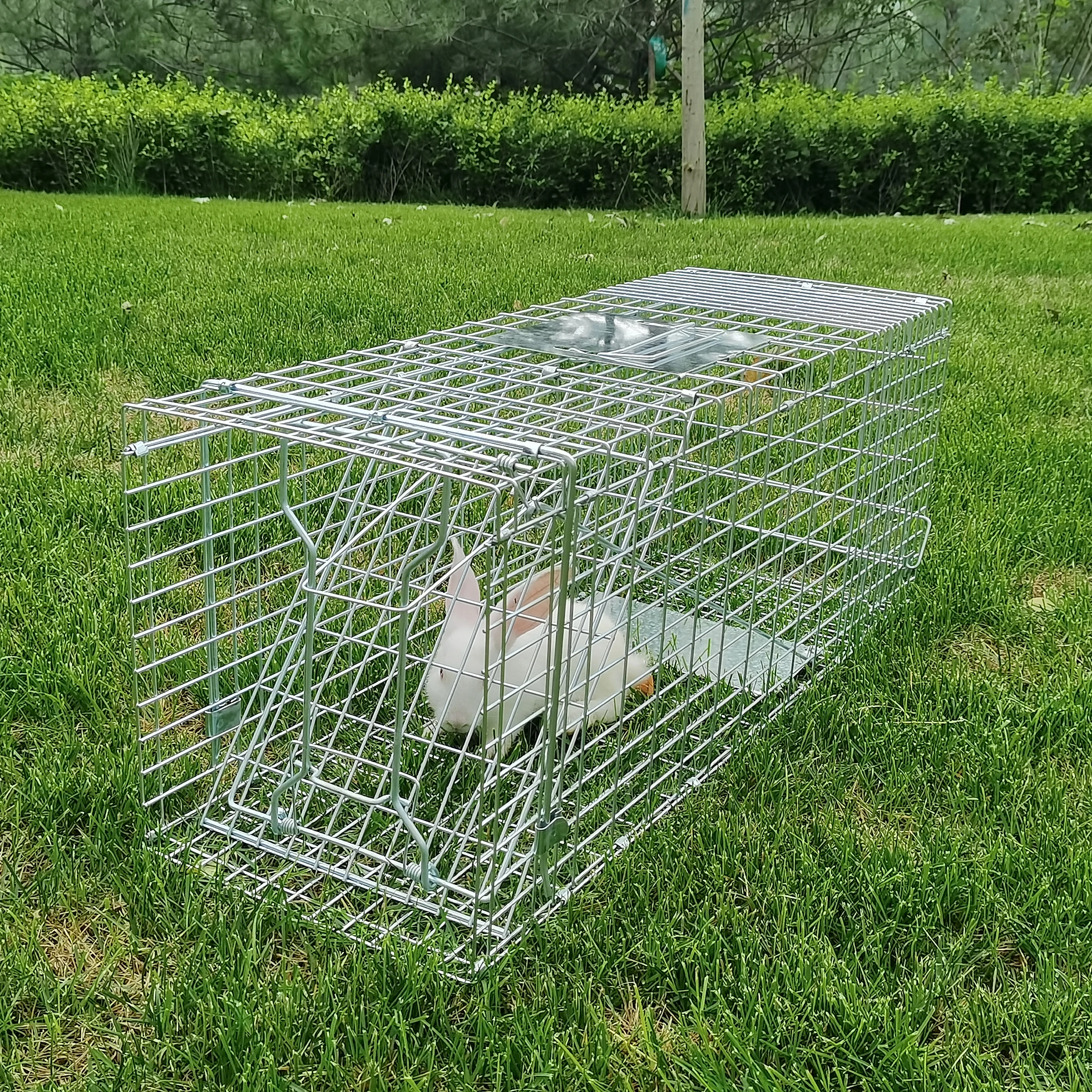 Custom Size Galvanized Iron Wire Mouse Chipmunks Weasel Gopher Animal Rat  Trap Cage Mouse Trap Cage - China Humane Mouse Trap and Trade Live Mouse  price