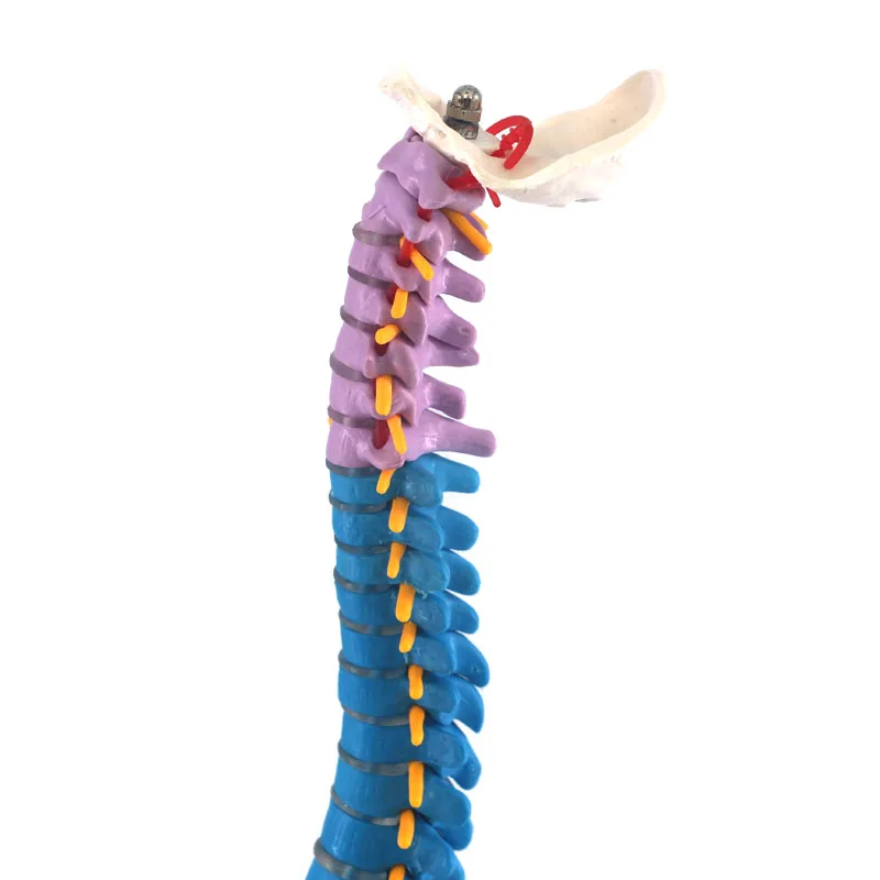 Education Life Size Pvc Simulation 80cm Human Spine Model