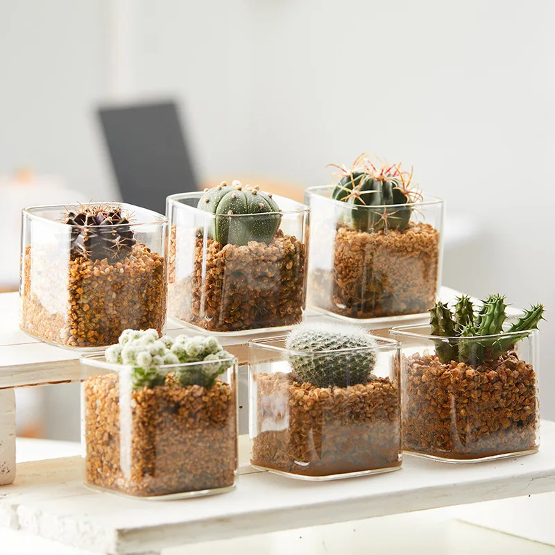 Alibaba.com: H&Y Small Square Glass Plant Pot, Minimalist Design, Perfect  for Indoor Flowers and Succulents: Ideal for cafes, restaurants, and retail  spaces.