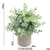 Big eucalyptus powder ahe368-069