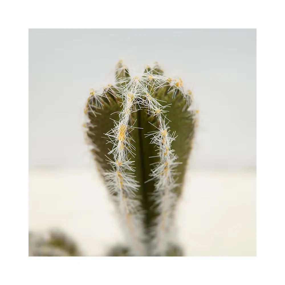 2024 Cheap Wholesale Price Unique Small Plant Office Interior Decoration Faux Pickly Potted Plants  Artificial Cactus Plant