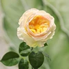 Giallo-chiaro