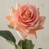 สีส้ม