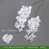 Phalaenopsis bianca PU 9 fiori
