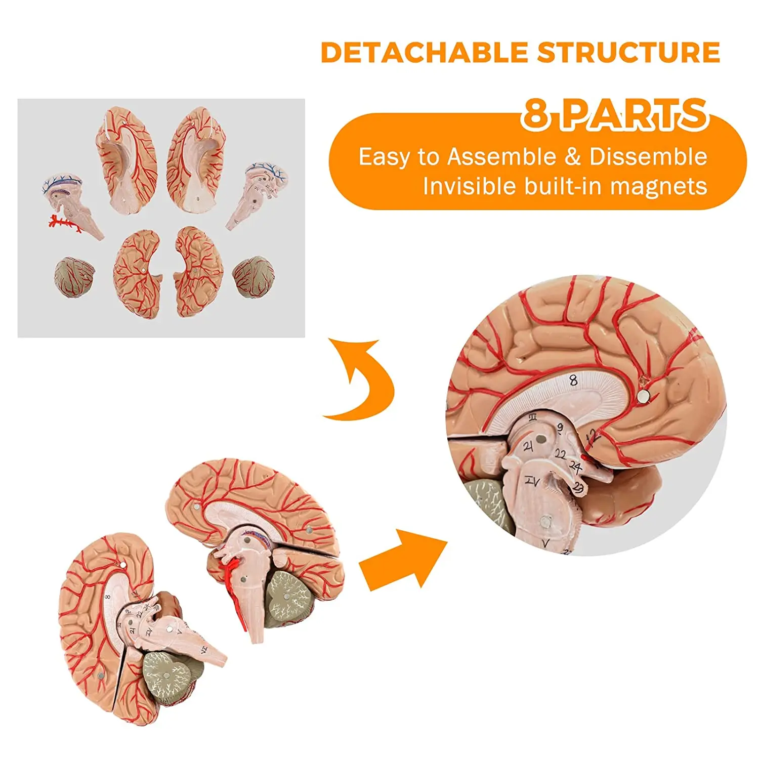 Human Brain Model 8-Part Anatomically Accurate PVC Material Brain ...