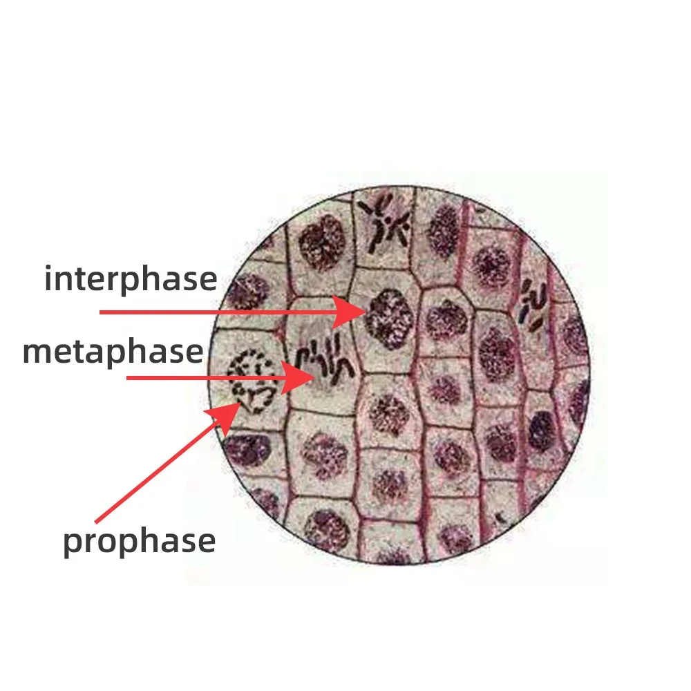 Mitosis Prophase Microscope