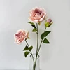 Rosa autunnale