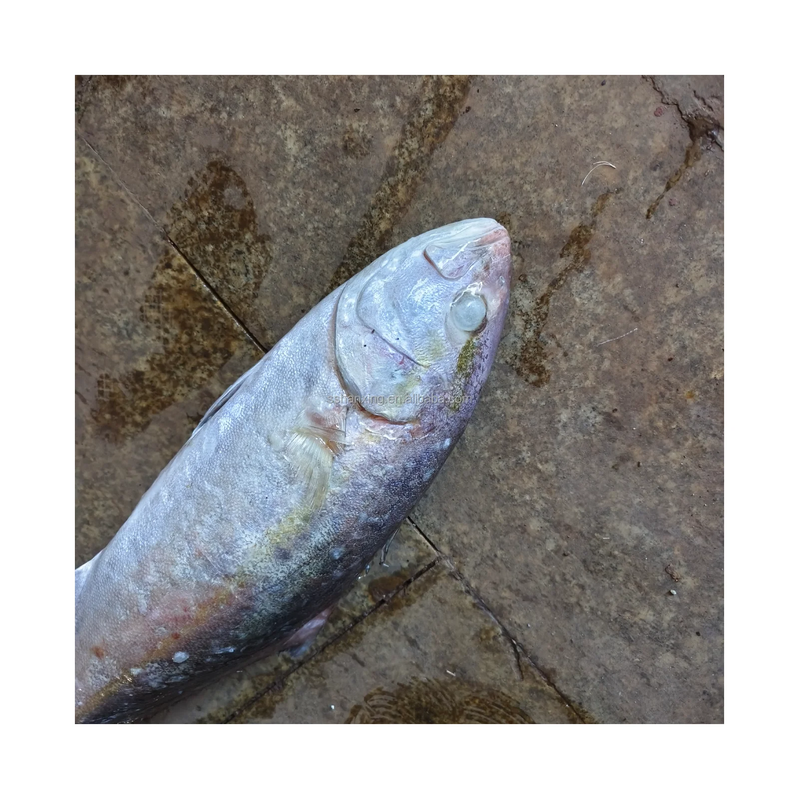 Yellow Tail Fish Whole Frozend From China Buy Frozen Yellow Tail Fish