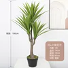 3 small agave