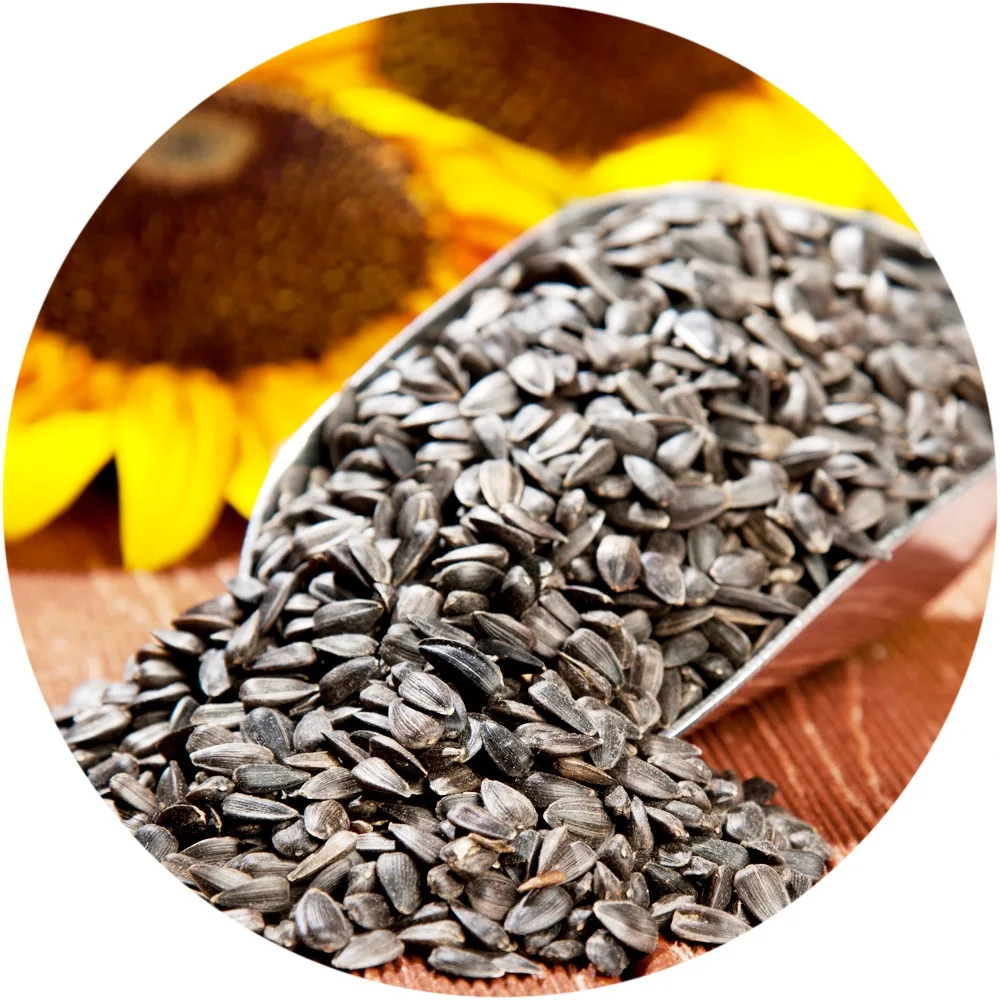 Сорта подсолнечника. Семечки Sunflower Seeds. Масленичные семена подсолнечника. Семена подсолнуха сорт ragt. Семянка подсолнуха.