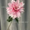 ดาเลียเดี่ยว 2 - สีชมพู