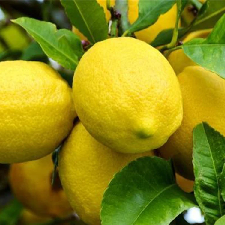 
Концентрированный лимонный сок kumquat, содержащий целлюлозу 840 мл в качестве сырья для лимонного сока kumquat в магазине молочного чая 