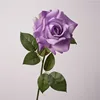 viola