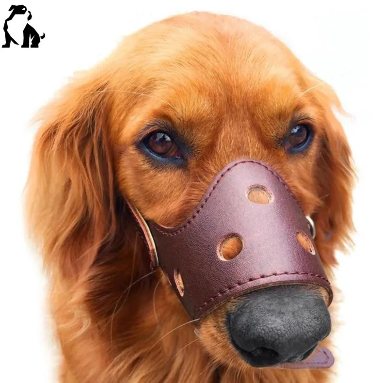 labrador muzzle
