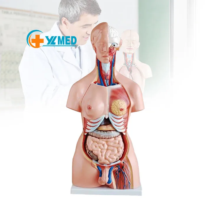 科学教育用 85cm 男女兼用トルソー 30パーツ 医療解剖学教育用 人体