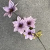 Lilac colour