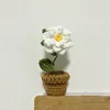 Planta de gardenia en maceta, miniatura terminada.