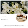 Jasmine Lily