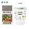 Sunflower Planting Kit