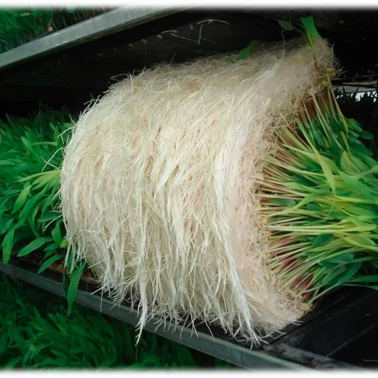 fodder system for sale