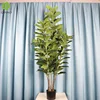 Ficus lyrata de 1,75 m y 5 tallos