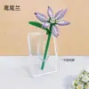 Qq008 iris orchid