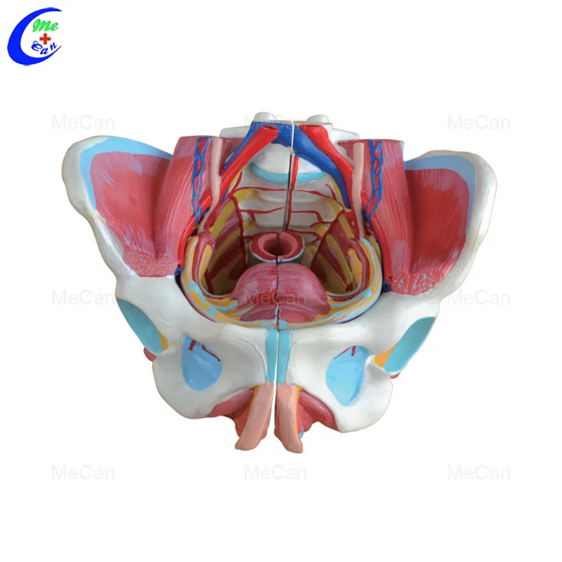 Male-Genital-Organ-Female-