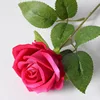 Velvet Rose [Freud]