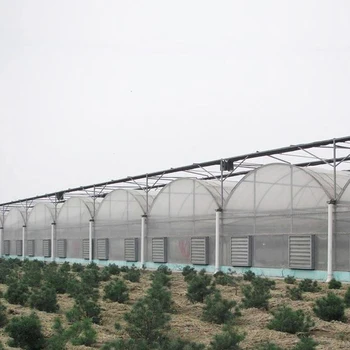 Large Agricultural Multi-Span PE Plastic Film Tunnel/Dome Shape Single Layer Greenhouse for Vegetable Cultivation