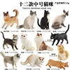 Modelos de gatos TB de tamaño mediano y colores vibrantes (Set de 12 estilos)